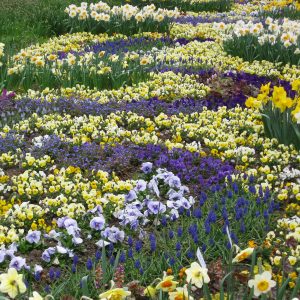 ega Erfurt, Großes Blumenbeet, Frühjahr 2016