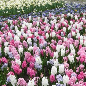 ega Erfurt, Großes Blumenbeet, Frühjahr 2016