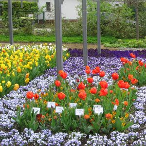 ega Erfurt, Großes Blumenbeet, Frühjahr 2016
