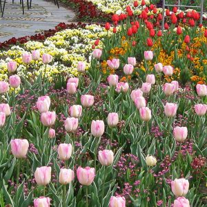 ega Erfurt, Großes Blumenbeet, Frühjahr 2016
