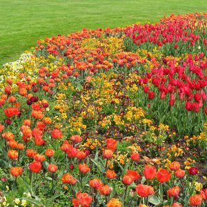 ega Erfurt, Großes Blumenbeet, Frühjahr 2016