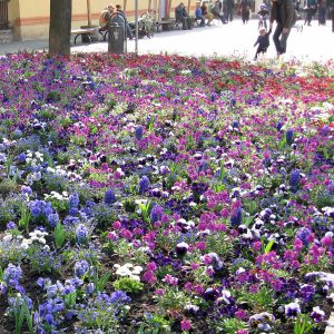 Wechselflor in Weimar Frühjahr 2012