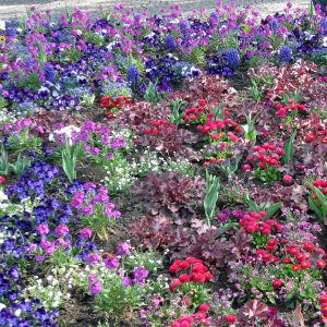 Wechselflor in Weimar Frühjahr 2012