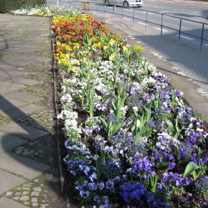 Wechselflor in Weimar Frühjahr 2012