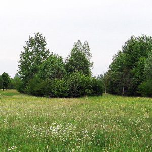 Revitalisierung von Ackerflächen am Boxberg bei Gotha
