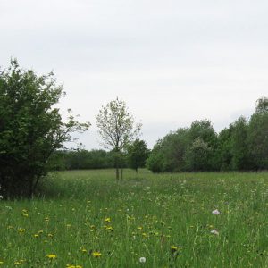 Revitalisierung von Ackerflächen am Boxberg bei Gotha