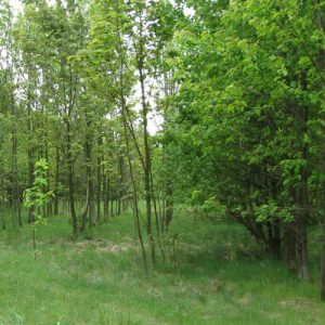 Revitalisierung von Ackerflächen am Boxberg bei Gotha