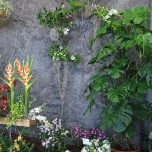 ega Erfurt – Orchideenschau 2011