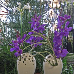 ega Erfurt – Orchideenschau 2011