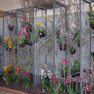 ega Erfurt – Orchideenschau 2011