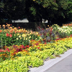 ega – Dahlienschau unter den Linden 2010