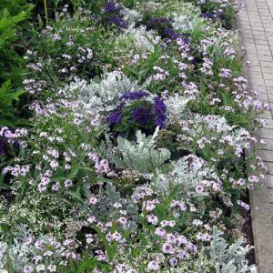 ega – Dahlienschau unter den Linden 2010