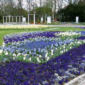 ega Erfurt, Großes Blumenbeet, Frühjahr 2012