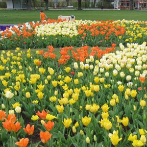 ega Erfurt, Großes Blumenbeet, Frühjahr 2012