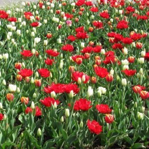 ega Erfurt, Großes Blumenbeet, Frühjahr 2012