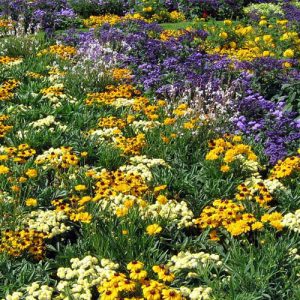 ega Erfurt, Großes Blumenbeet, Sommer 2009