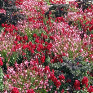 ega Erfurt, Großes Blumenbeet, Sommer 2009